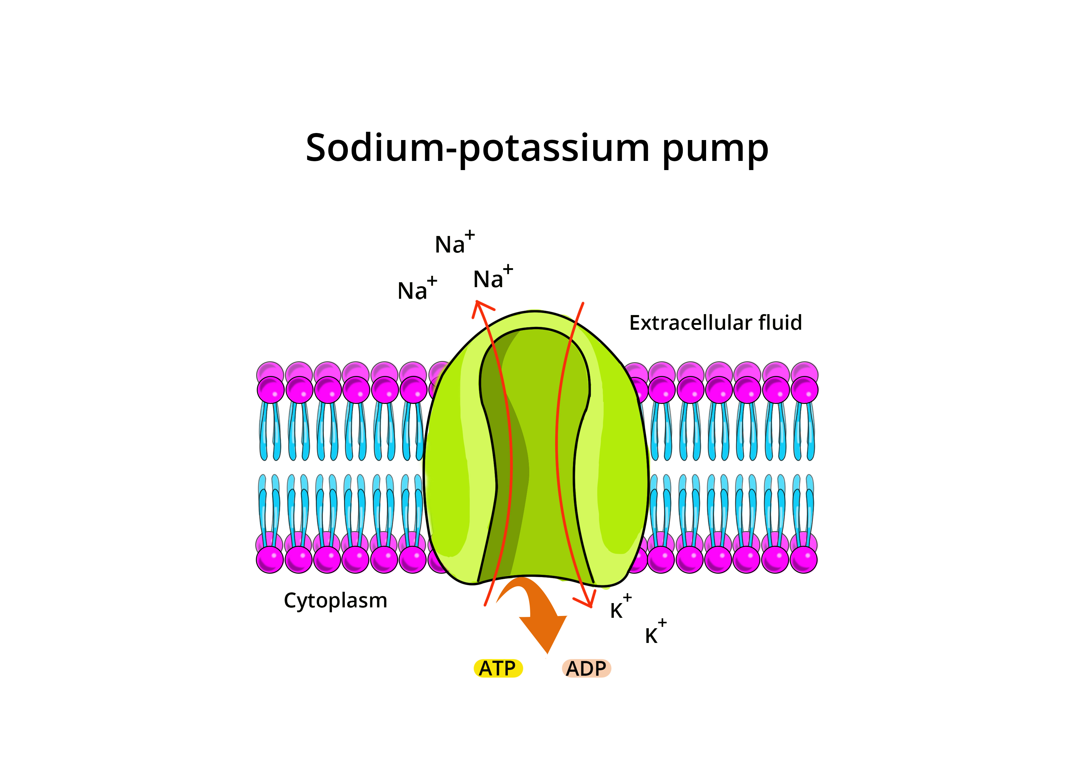 What are active transport? Definition, Types and Importance biology
